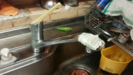 �V���O�����o�[���������i���j